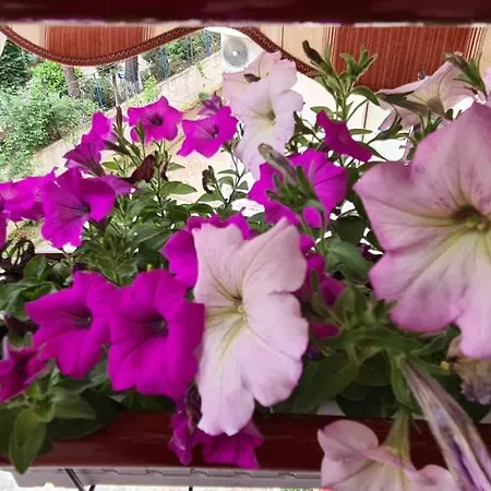 Appartement Family In Golem (Tirana)