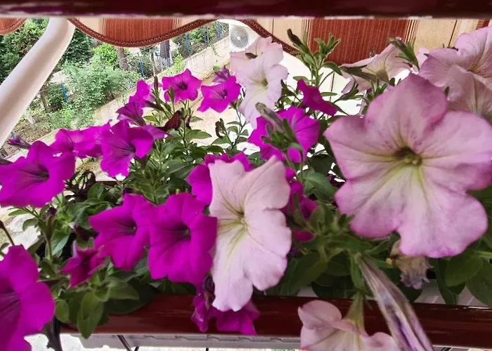 Apartman Family In Golem